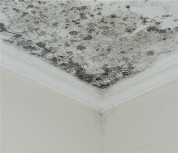mold damage on a white wall and ceiling